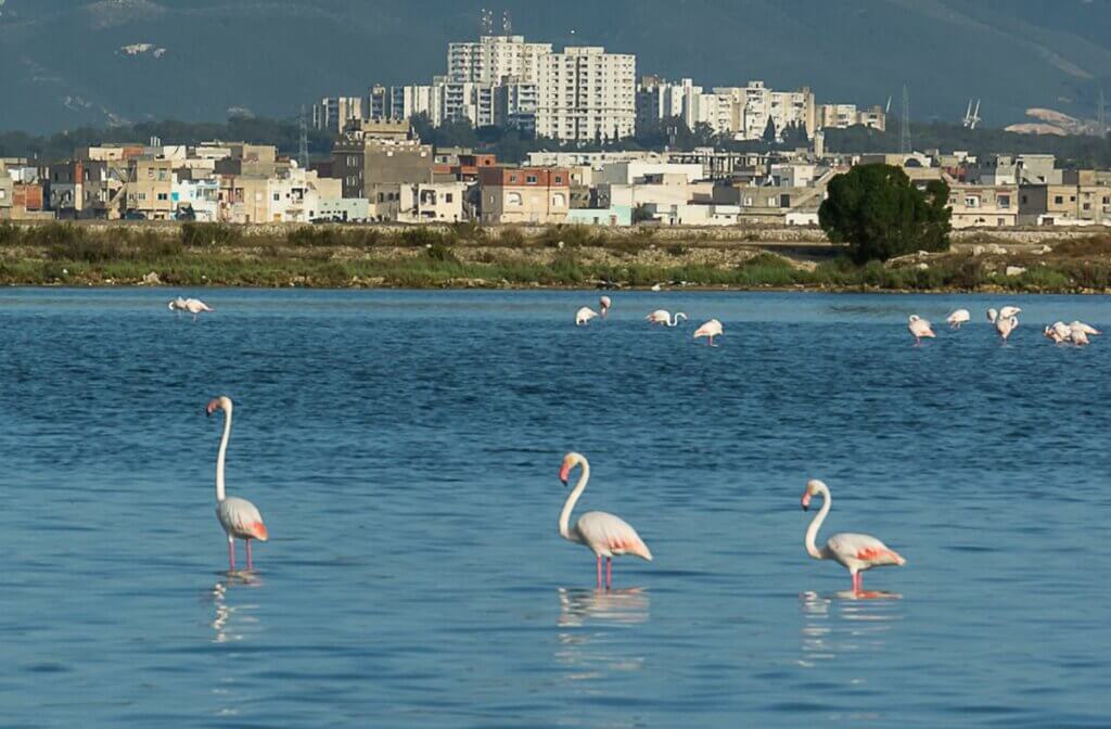 Lac_de_Tunis